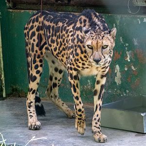 King Cheetah
