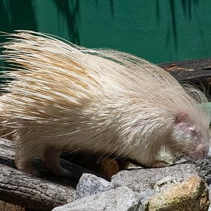Albino Cape Porcupine