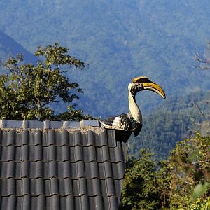 Hornbill Decoration