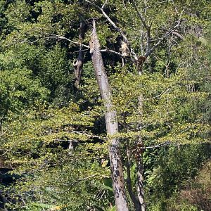 Artificial Nest for Wreathed Hornbills