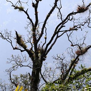 The “Great Slaty Woodpecker” Tree