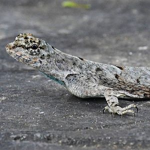 Wild Sumatran Flying Dragon (Draco sumatranus)