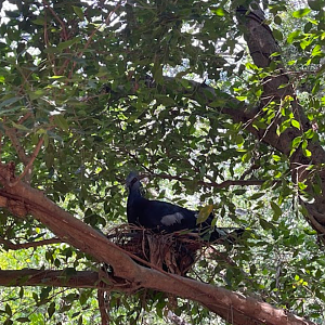 Victoria crowned pigeon incubates eggs.