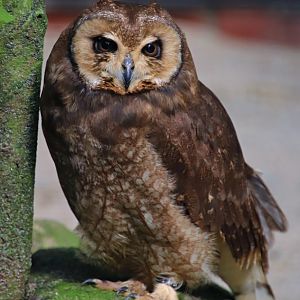 African marsh owl (Asio capensis)