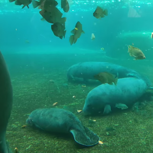 Baby African Manatee