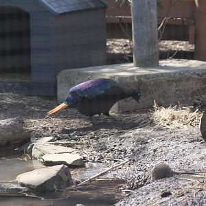 Himalayan Monal (3/9/2025)