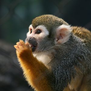 Common Squirrel Monkey (3/9/2025)
