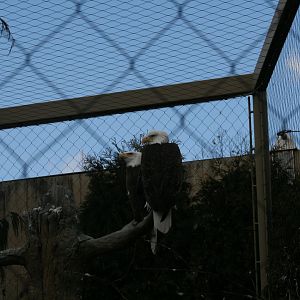 Bald Eagle(3/9/2025)