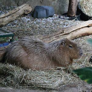 Capybara (3/9/2025)