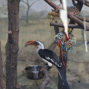 Von Der Decken's Hornbill(3/9/2025)