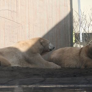 Polar Bear(3/9/2025)