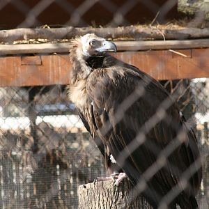 Cinereous Vulture (3/9/2025)