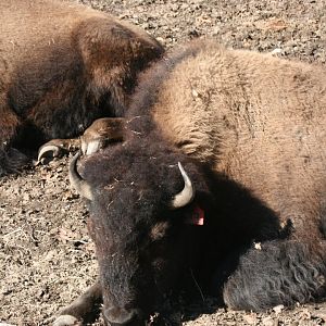 American Bison (3/9/2025)