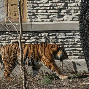 Amur Tiger(3/9/2025)