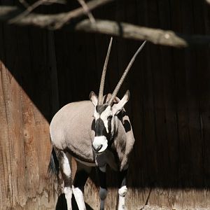 Gemsbok(3/9/2025)