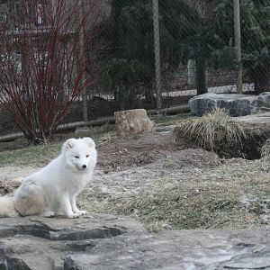 Arctic Fox(3/9/2025)