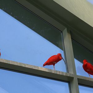Scarlet Ibis(3/9/2025)