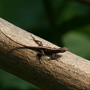 Lizard ID Rainforest Falls(3/9/2025)