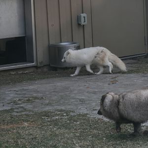 Ash the Arctic Fox with a blue morph