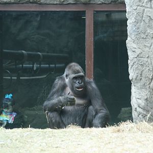 Western Lowland Gorilla(3/9/2025)