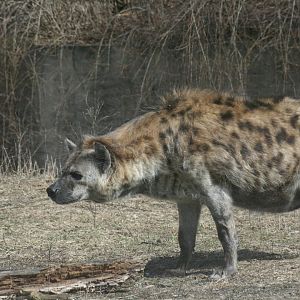 Spotted Hyena