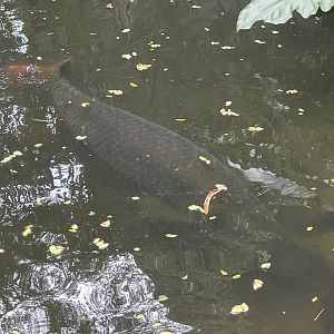 pirarucu (arapaima gigas)