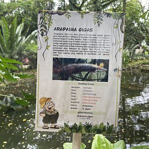 arapaima signage