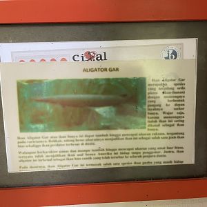 aligator gar signage