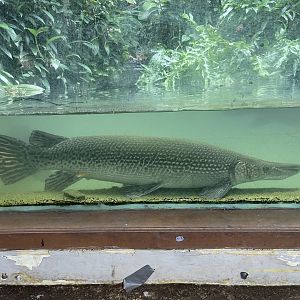 aligator gar (atractosteus spatula) (1)