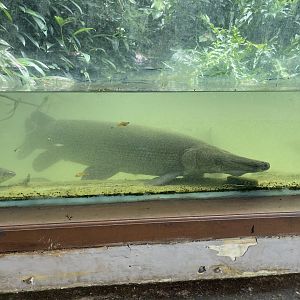 aligator gar (atractosteus spatula) (2)