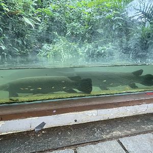 aligator gar (atractosteus spatula) (3)