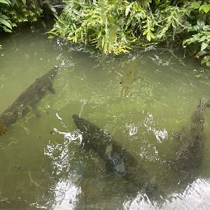 aligator gar tank (view from top)