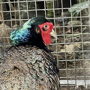ring-necked pheasant (phasianus colchicus)