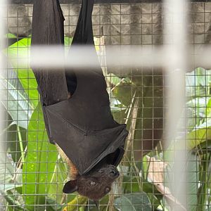 malayan flying fox (pteropus vampyrus)