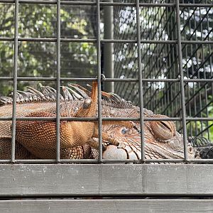 green iguana (red morph) (iguana iguana)