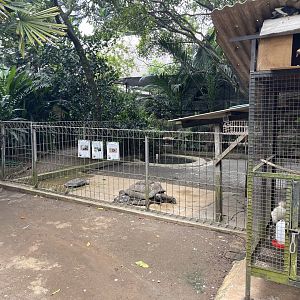tortoise exhibit
