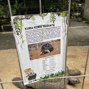 radiated tortoise signage