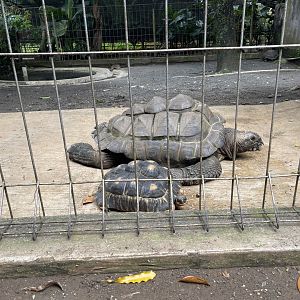 aldabra giant tortoise (aldabrachelys gigantea) & radiated tortoise (astrochelys radiata)