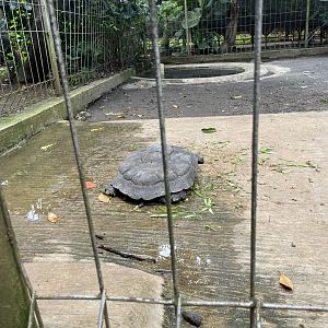 asian forest tortoise (manouria emys) (1)