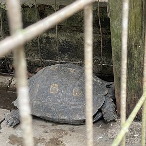 asian forest tortoise (manouria emys) (2)