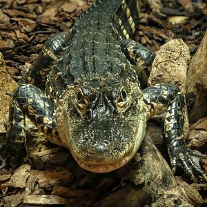 American alligator : Crocodiles of the World : 14 Mar 2025