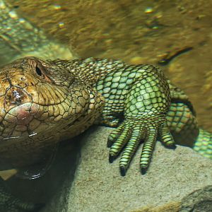 Northern caiman lizard : Crocodiles of the World : 14 Mar 2025