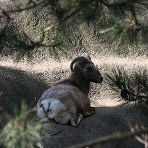 Big Horn Sheep