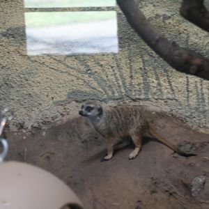 Meerkat(3/9/2025)