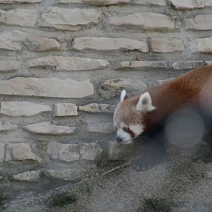 Red Panda