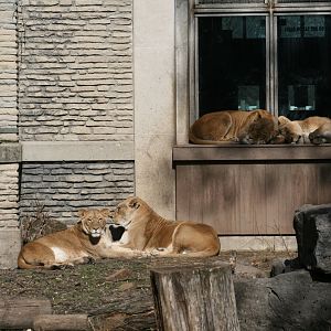 Lions(3/9/2025)