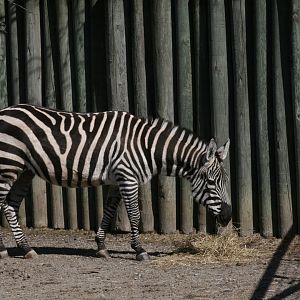 Plains Zebra