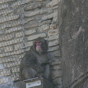 Japanese Macaque(3/9/2025)