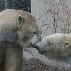Polar Bear(3/9/2025) Sakari and Luna