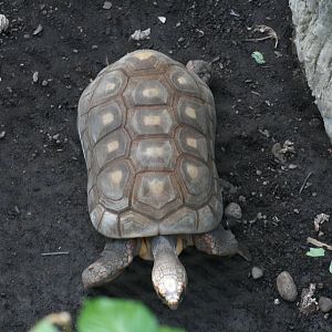 Red Footed Tortoise (3/9/2025)